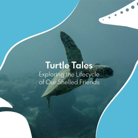 Turtle Tales: Exploring The Lifecycle of Our Shelled Friends – Student Summer Programme 2024
